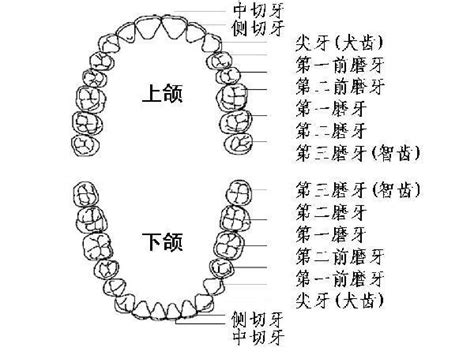 牙齒人|牙齒